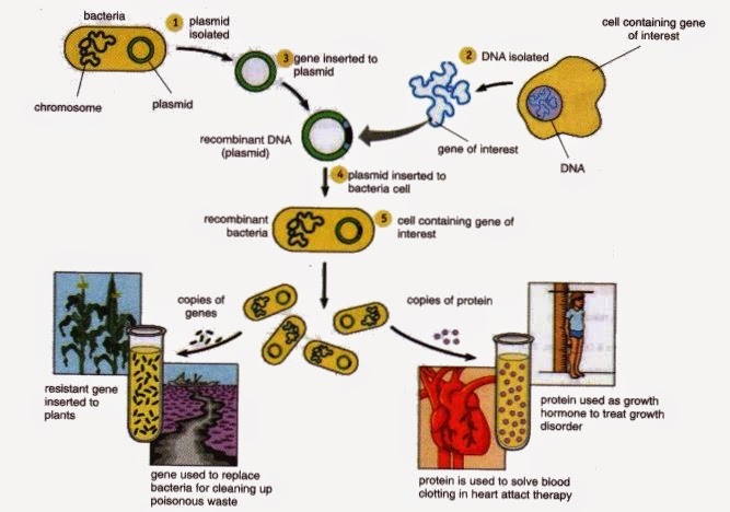 Modern Biotecnology