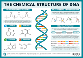 The Structure of DNA