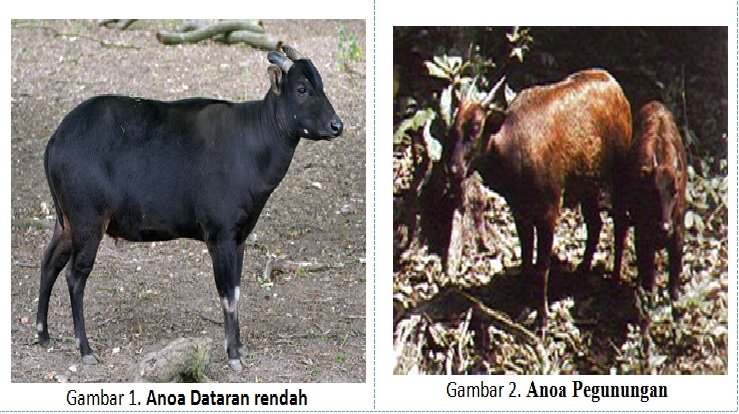 Attachment anoa.jpg