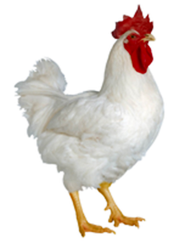 ayam pedaging