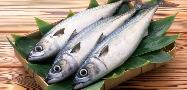 ikan