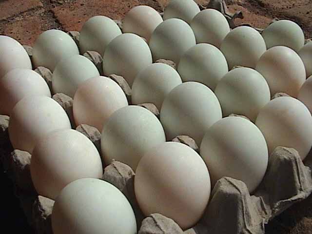 telur itik