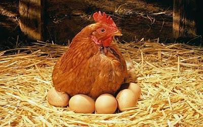 ayam petelur